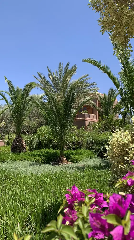 Palmiers et bougainvillées