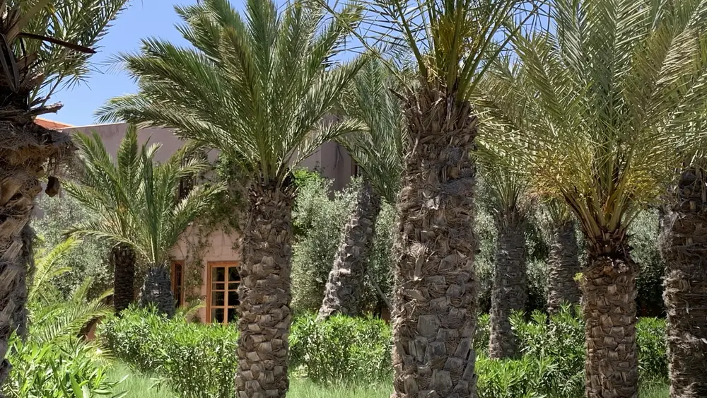 Les palmiers devant la maison