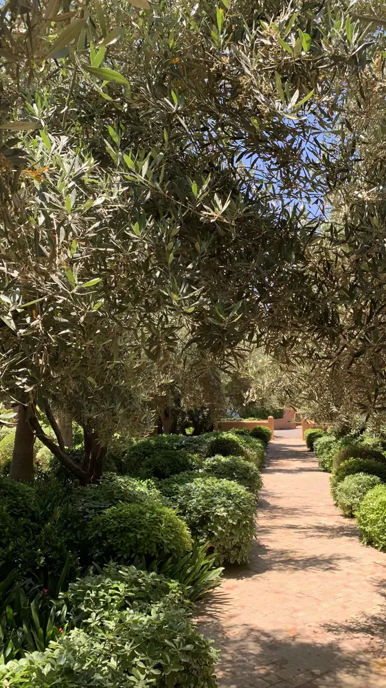 Une allée sous les oliviers