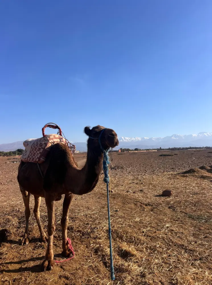 Un dromadaire face à l'Atlas enneigé, aux portes de Marrakech